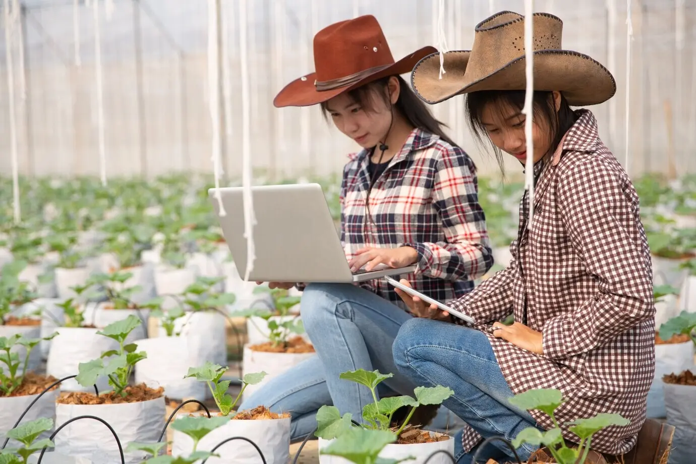 Mujer asistente científica, oficial agrícola, en investigación de melón en una granja de invernadero.