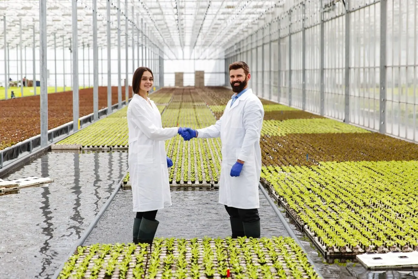 Dos investigadores con batas de laboratorio caminan alrededor del invernadero y se estrechan las manos.