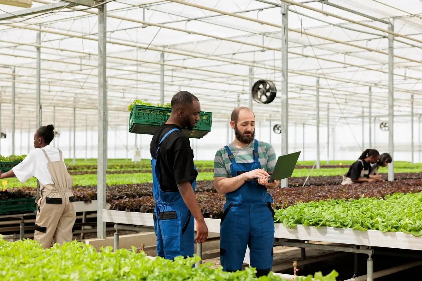 Un agricultor de invernadero con un portátil habla con un trabajador afroamericano que sostiene una caja con lechuga fresca sobre la entrega. Los cultivadores de una granja ecológica se preparan para entregar un pedido en línea a un cliente.