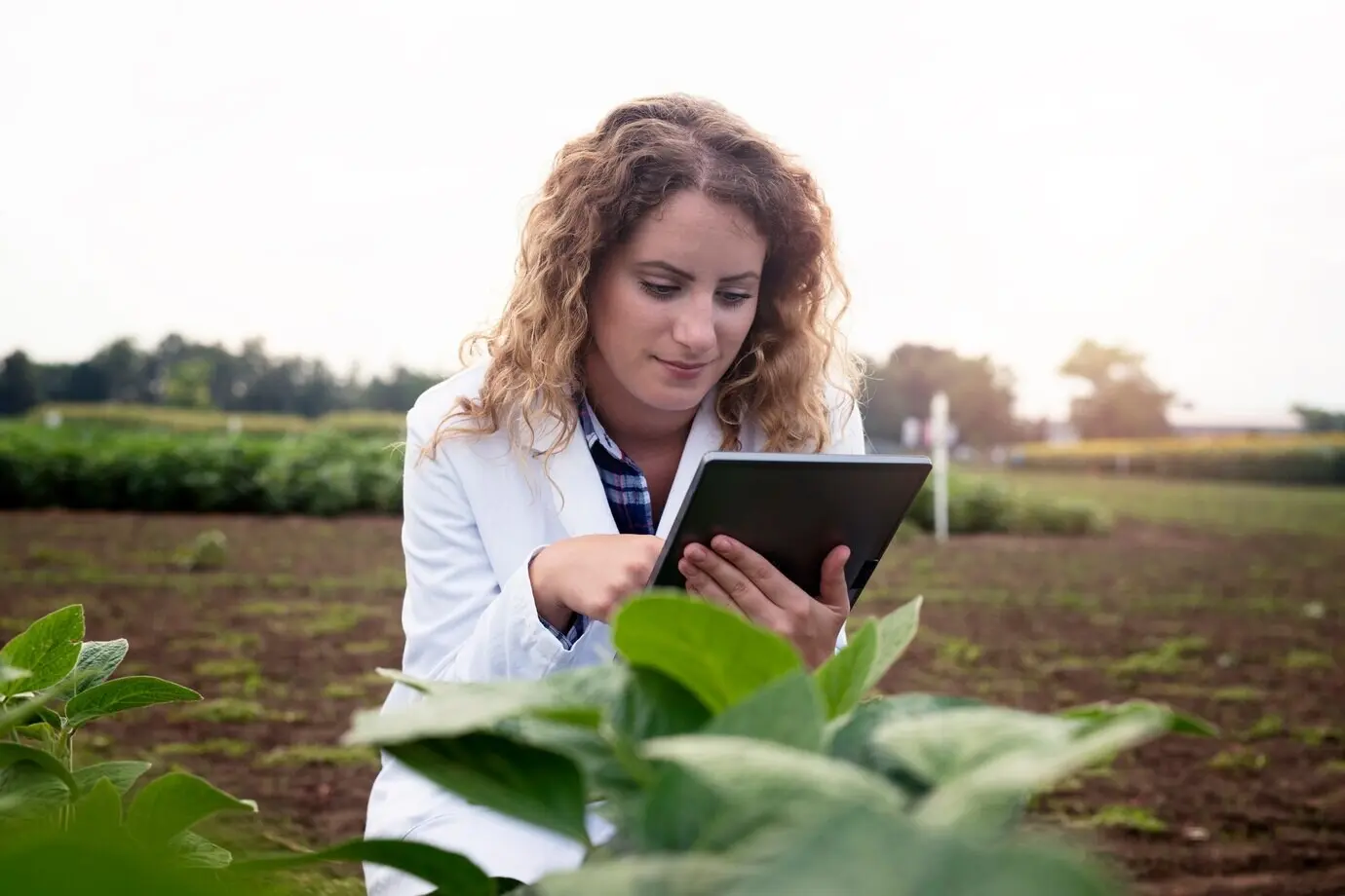 Tecnóloga agrónoma con una tableta en el campo, verificando la calidad y el crecimiento de los cultivos para la agricultura.